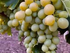 Butasi de vita de vie de anul 3