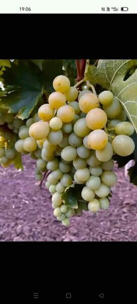 Butasi de vita de vie de anul 3