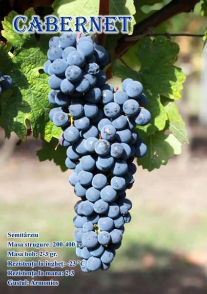 Butasi de vita de vie de anul 3