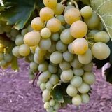 Butasi de vita de vie de anul 3